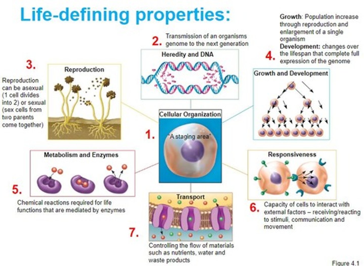 <p>Order, Sensitivity, Response to stimuli, reproduction, adaptation, growth/development, homeostasis, energy processing, evolution</p>