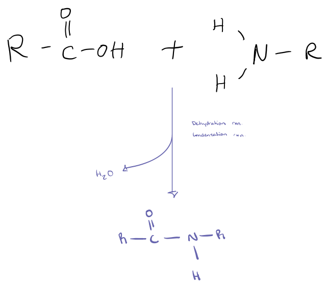 <ul><li><p>Linkage between a carboxyl group and a amino group. </p></li><li><p>Dehydration reaction and condensation reaction. </p></li></ul><p></p>