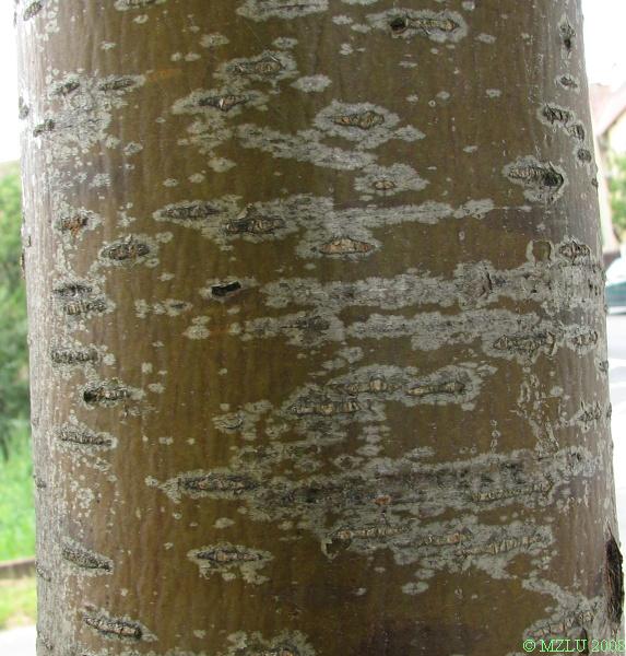 <p><em>Sorbus </em>x<em>intermedia</em></p>