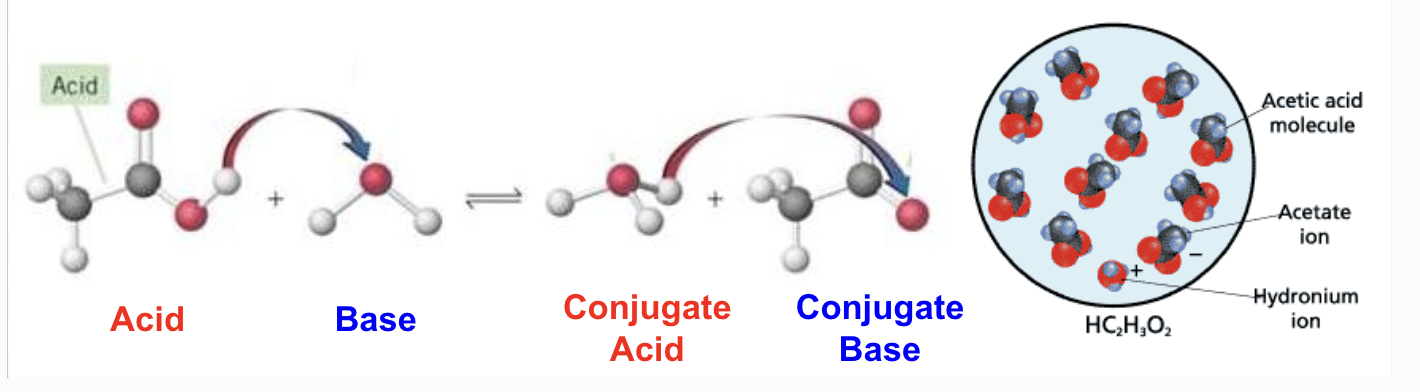 <ul><li><p><span style="background-color: transparent; font-family: "Source Code Pro", monospace;"><span>Only a small percentage ionize(most acids are weak acids)</span></span></p></li><li><p><span style="background-color: transparent; font-family: "Source Code Pro", monospace;"><span>HC</span><sub><span>2</span></sub><span>H</span><sub><span>3</span></sub><span>O</span><sub><span>2(aq)</span></sub><span> + H</span><sub><span>2</span></sub><span>O</span><sub><span>(l)</span></sub><span> → H</span><sub><span>3</span></sub><span>O</span><sup><span>+</span></sup><sub><span>(aq)</span></sub><span> + C</span><sub><span>2</span></sub><span>H</span><sub><span>3</span></sub><span>O</span><sub><span>2</span></sub><sup><span>-</span></sup><sub><span>(aq)</span></sub></span></p></li></ul><p></p>