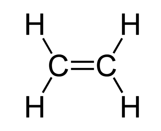 <p><span><strong>Alkenes</strong></span></p>