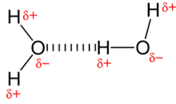 <p>Two hydrogens share electrons with an oxygen (two covalent bonds). Oxygen more electronegative so has a slight negative charge whilst hydrogen has a slight positive charge. This makes water polar.</p>
