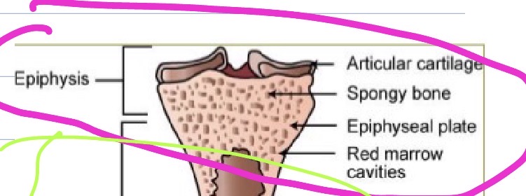 <p>Epiphysis</p>