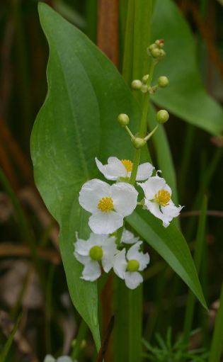 <p>Broadleaf arrowhead</p>