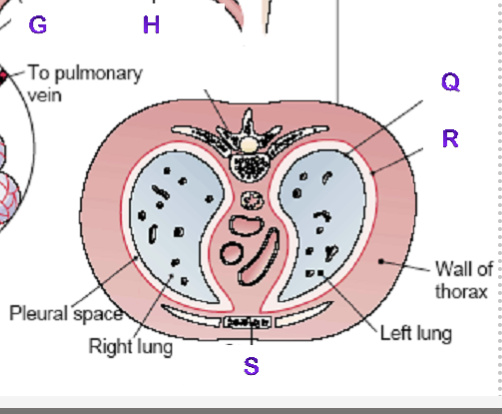 <p>S?</p>