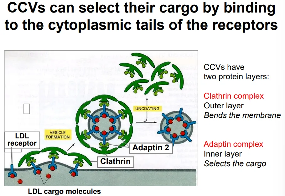 <ul><li><p>cholesterol is transported through the blood as part of <strong>low density lipoprotein particles</strong></p></li><li><p>these contain a large <strong>protein signal </strong>molecule, which binds to<strong> LDL receptors</strong> on the <strong>plasma membrane</strong> of target cells</p></li><li><p>these receptors bind to <strong>adaptin 2 complexes</strong> (cargo selection) in the cytoplasm, which in turn attach to <strong>clathrin triskelion complexes</strong> that cause <strong>membrane bending </strong>by spontaneous self-assembly, to produce a <strong>clathrin coated vesicle</strong> (CCV)</p></li><li><p>the clathrin and adaptin <strong>dissociate </strong>(using energy) from the vesicle to allow <strong>fusion </strong>to the <strong>early endosom</strong>e, where the <strong>LDL receptors dissociate</strong> due to the <strong>lower pH</strong> so that they can be <strong>recycled </strong>back via recycling endosomes</p></li></ul><p></p>