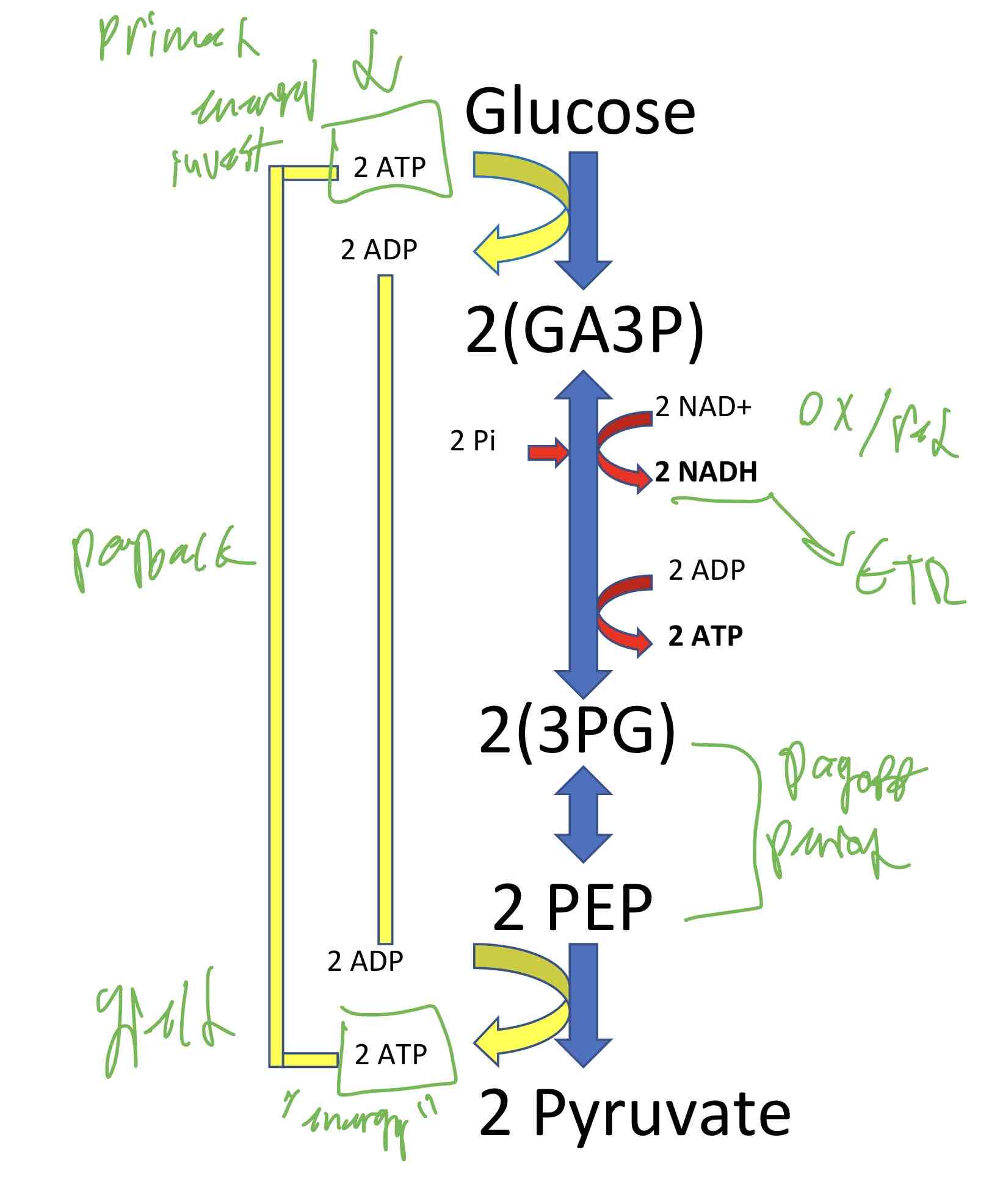 <p>Glycolysis Overview</p>