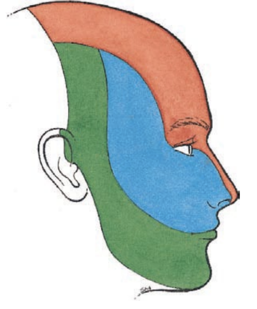 <p>sensation for the bones & skin of the face, teeth & cavities of the head</p><p>also innervates the muscles of mastication</p><p>collects sensory information</p>