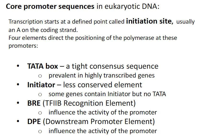 <p><strong>TATA Box</strong><br> Tight consensus sequence<br> Common in highly transcribed genes</p><p><strong>Initiator (Inr)</strong><br> Less conserved element<br> Some genes have Initiator but no TATA</p><p><strong>BRE (TFIIB Recognition Element)</strong><br> Influences promoter activity</p><p><strong>DPE (Downstream Promoter Element)</strong><br> Influences promoter activity</p><p><strong>Transcription Start Site</strong><br> Defined point where transcription begins<br> Usually an A on the coding strand</p><p><strong>Polymerase Positioning</strong><br> Four elements (TATA, Inr, BRE, DPE) guide RNA polymerase to the promoter</p>