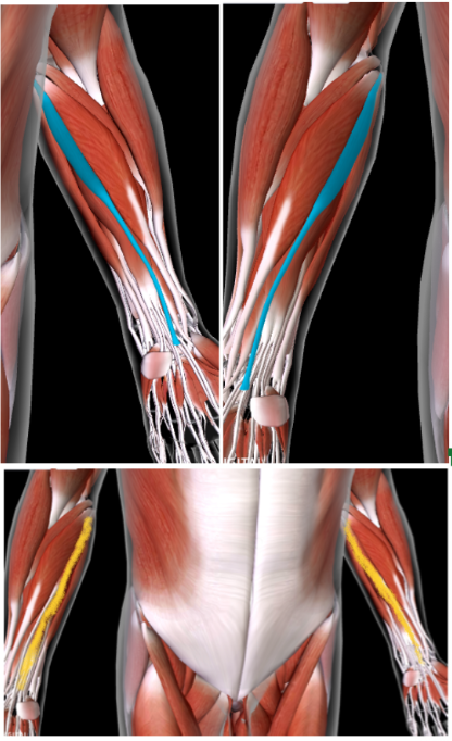 <p><strong>MEDIAL</strong> to the <strong>Flexor Carpi Radialis</strong></p>