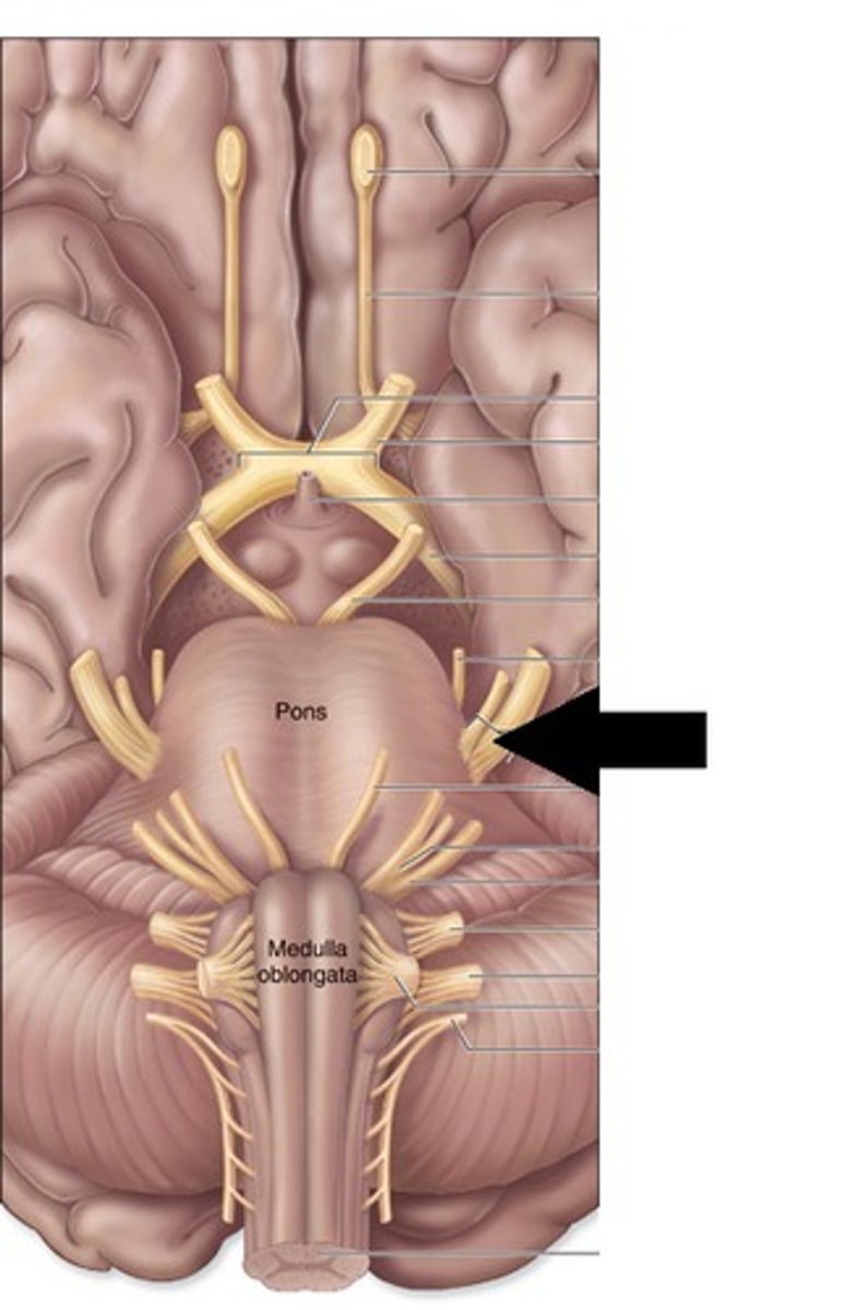 <p>name this cranial nerve</p>