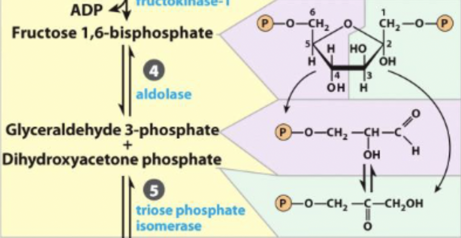 <ul><li><p>6 carbon sugar to 2 high energy 3-carbon sugars</p></li><li><p>reversible (reverse is aldol condensations) and unfavorable </p></li></ul><p></p>