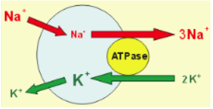 balance of molecules between the inside and outside of the cell