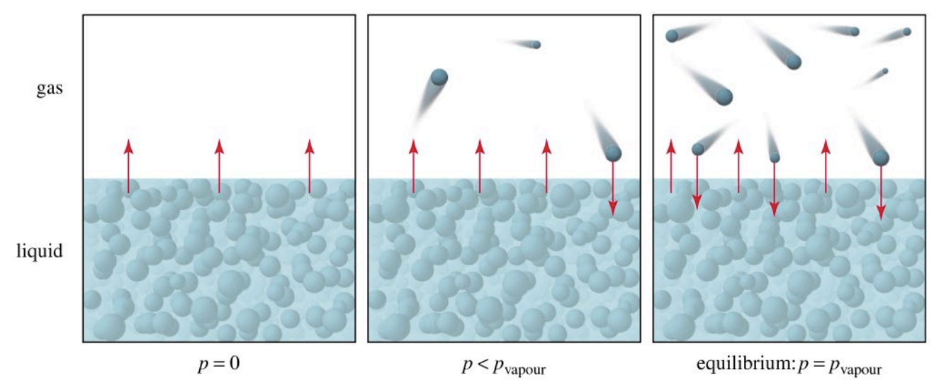 <ul><li><p>The partial pressure exerted by a vapor in equilibrium with its liquid (or solid) at a given temperature, in a closed container.</p></li><li><p>Molecules constantly escape from the liquid phase into the gas phase, and gas molecules return to the liquid. Equilibrium is reached when these rates are equal.</p></li><li><p>VP depends on&nbsp;<strong>temperature and IMF strength</strong>, but <strong>not on the amount of liquid</strong>.</p></li><li><p>Higher temperatures increase kinetic energy, leading to more molecules escaping and higher VP.</p></li><li><p>Stronger IMFs reduce VP because more energy is required for molecules to escape.</p></li><li><p>The vapor pressure of a liquid is proportional to the 'a' constant from the van der Waals equation</p></li></ul><p></p>