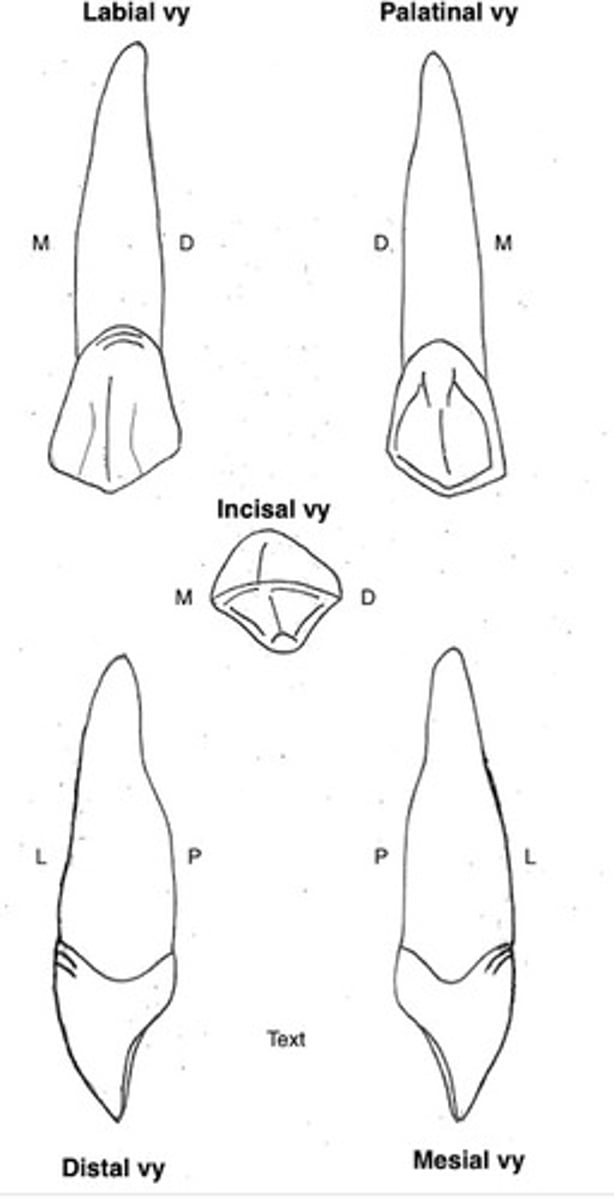 term image