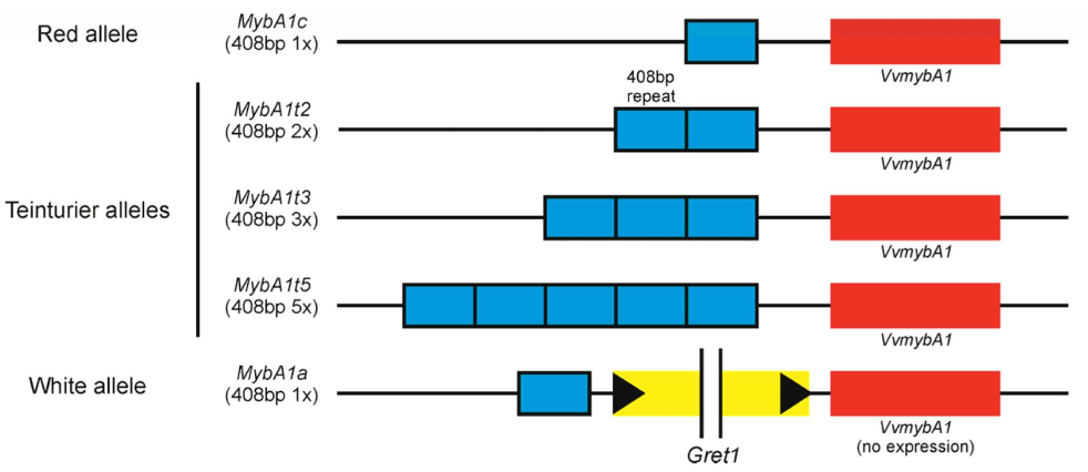 <p>The red colouration is due to the presence of anthocyanins in both the L1 and L2 layers. </p><p>L2 layer DNA is repeated which increases the expression of MYBA1</p><p>More copies of the DNA repeat = more anthocyanin </p><p>Image shows where the blue boxes are DNA copies </p>