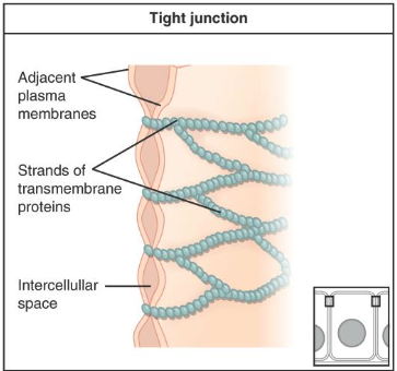 <ul><li><p><strong>Seal</strong> to prevent flow of materials between cells (paracellular pathway)</p></li><li><p>Maintain <strong>cell polarity</strong> by keeping apical and basolateral membrane proteins in their respective regions</p></li></ul><p></p>