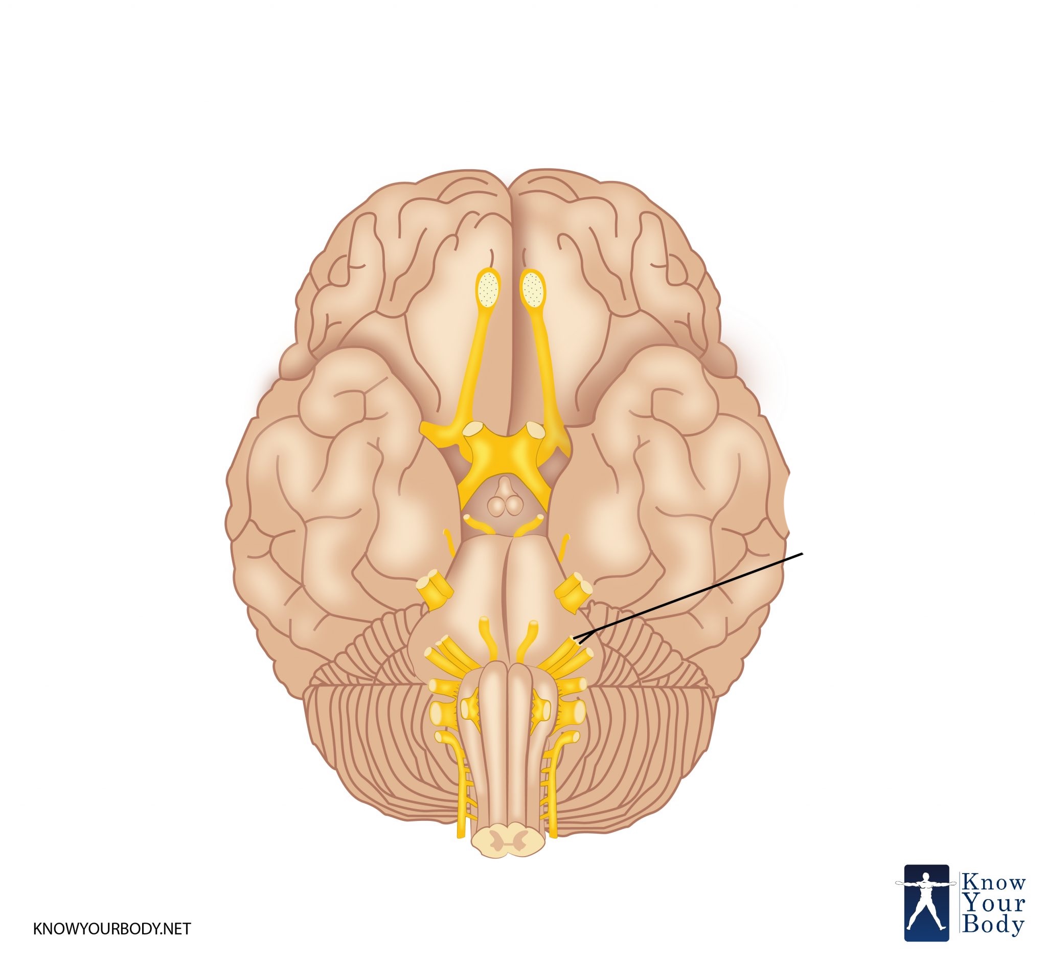 <p>What is the name and number of this craninal nerve?</p>