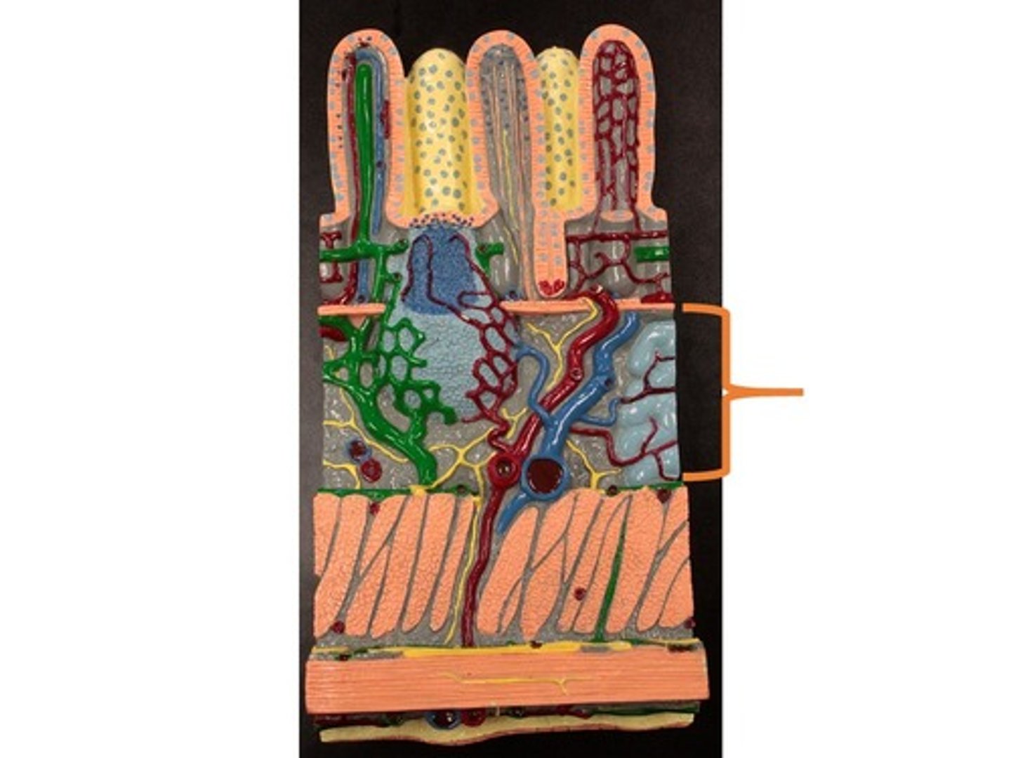 knowt flashcard image