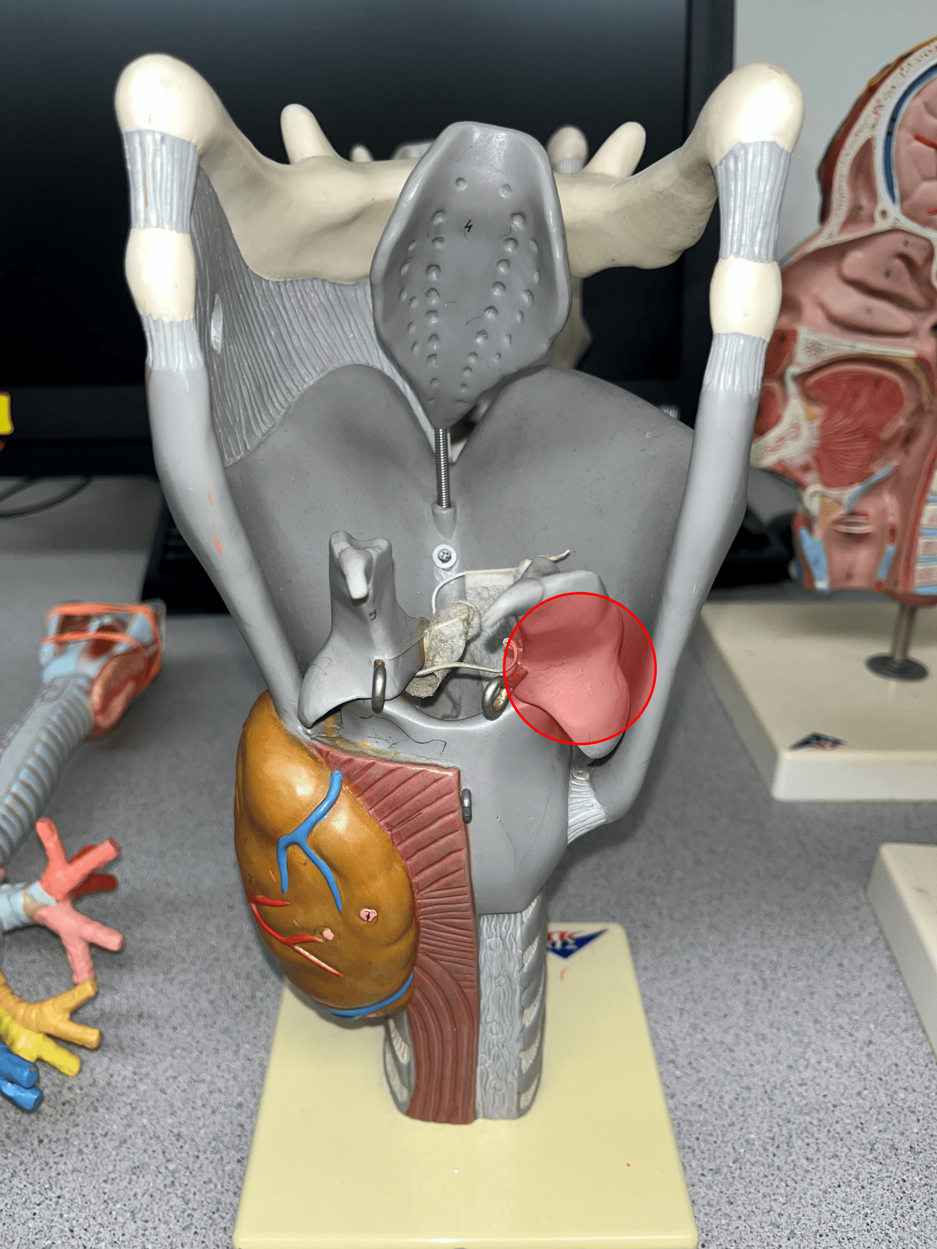 • A paired cartilage of the larynx.

• Located on the posterior wall of the larynx.

• The inferior posterior cartilage.

• Mostly surrounds on the arytenoid muscle on its anterior surface.