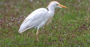 <p>What bird is this?</p>