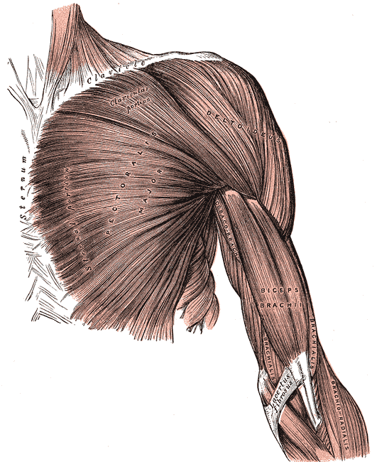 <p>Pectoralis Major</p>