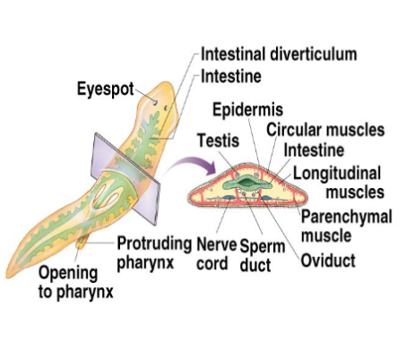 <p>flatworms, flukes - parasitic, triploblastic, acoelomate, organ level organization, bilateral symmetry, incomplete digestive tract, lack specialized structure for gas exchange, complex life cycle</p>