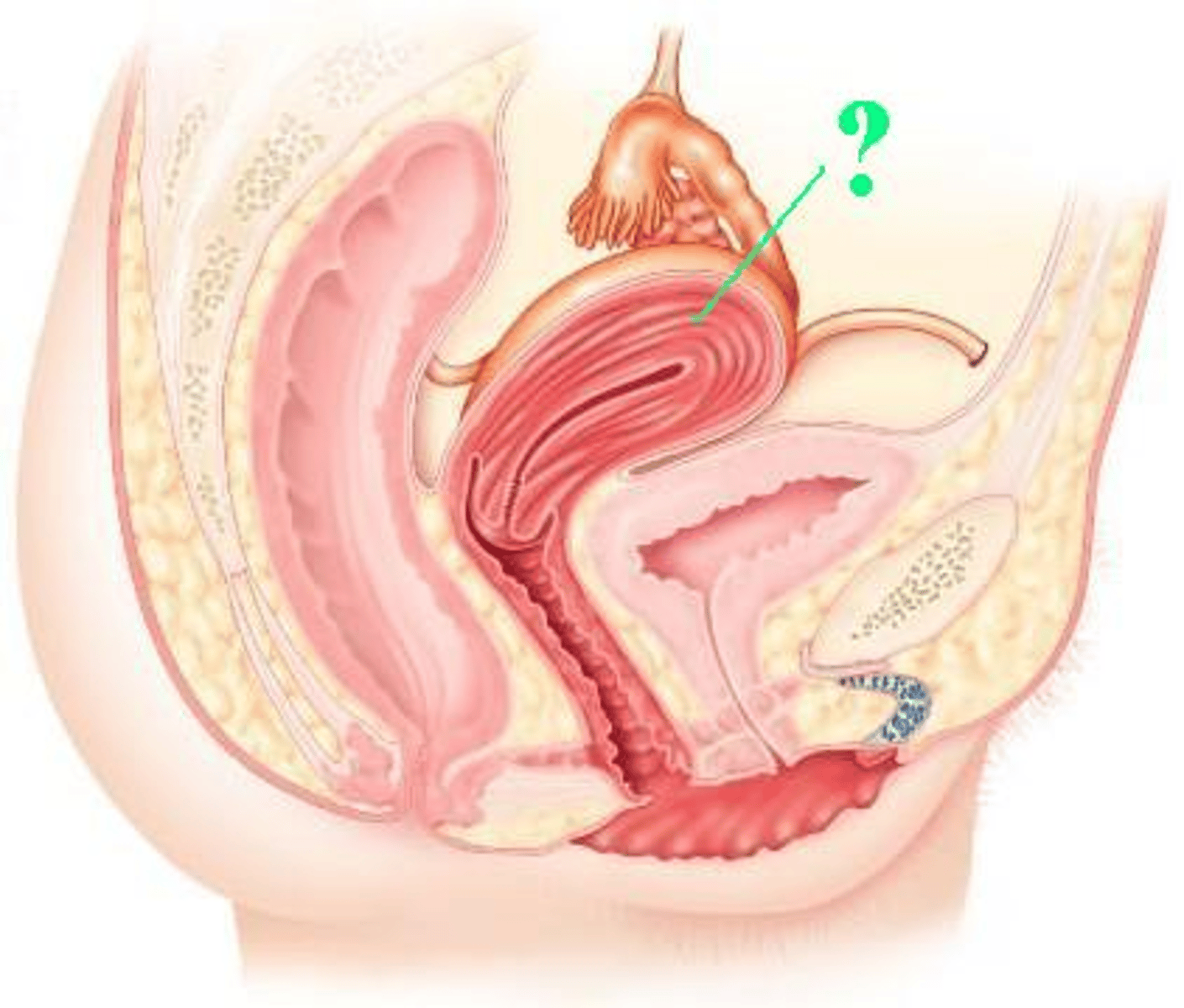 <p>Identify the indicated structure.</p>