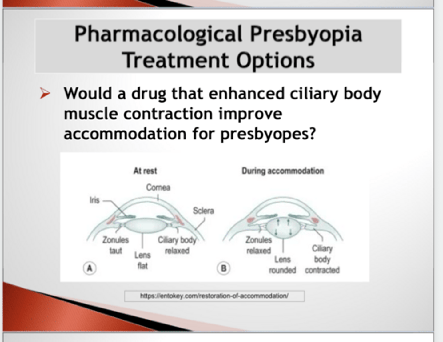 <p>Would a drug that enhanced ciliary body muscle contraction improve accommodation for presbyopes?</p>