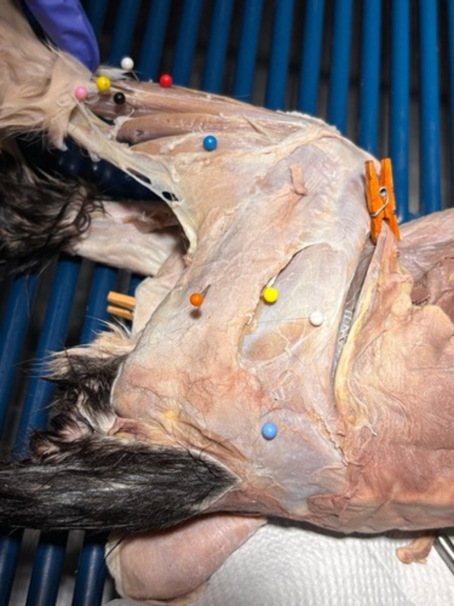 <p>What thigh muscle is the light blue pin in</p>