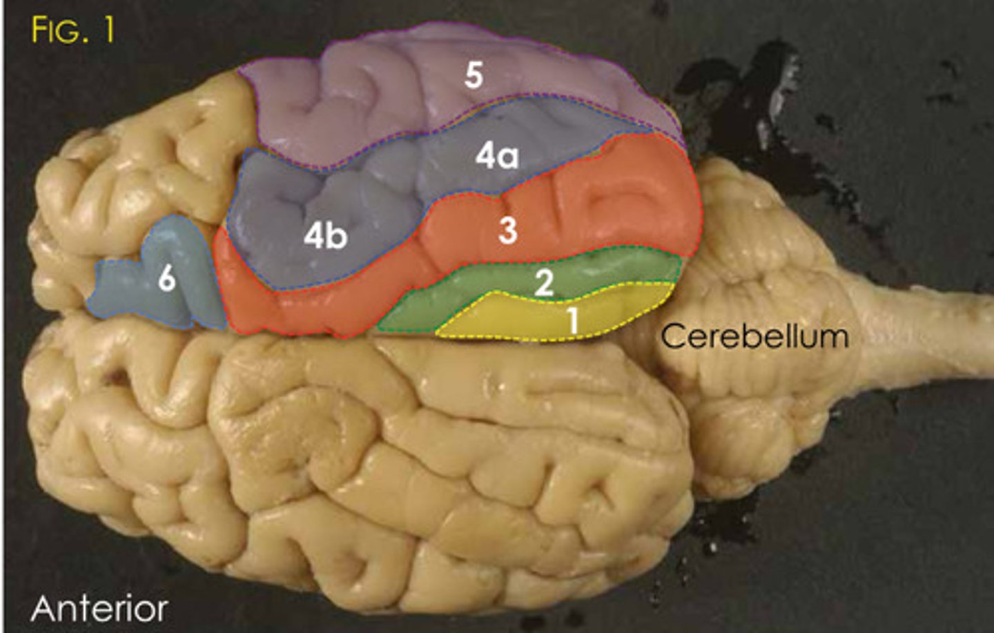 <p>6?</p>