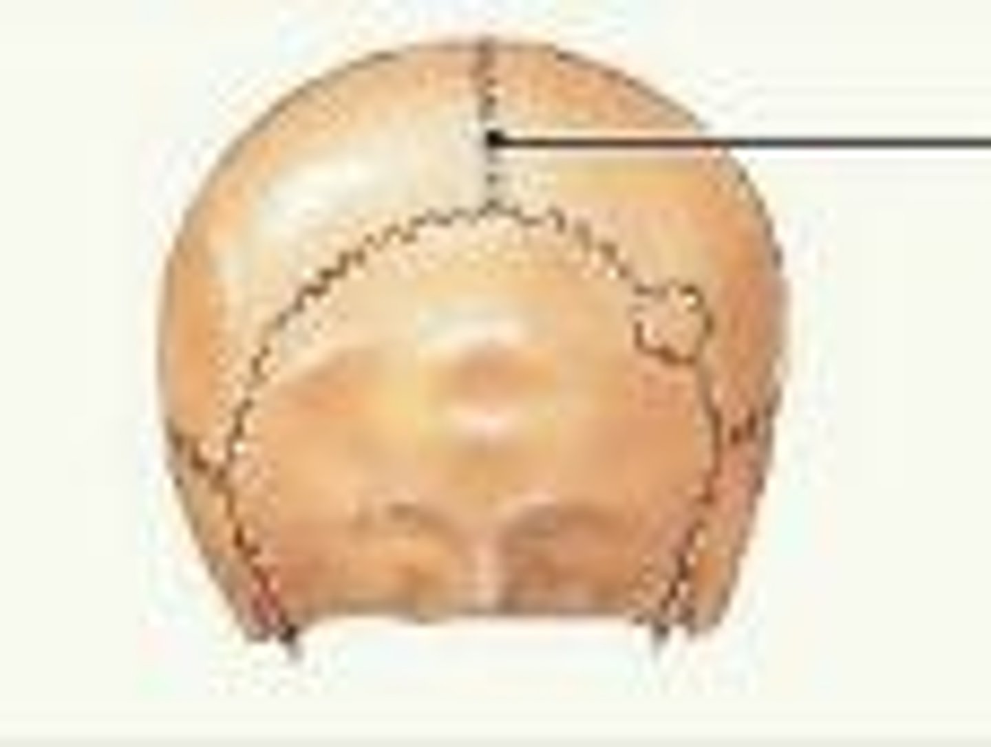 <p>No movement (skull).</p>