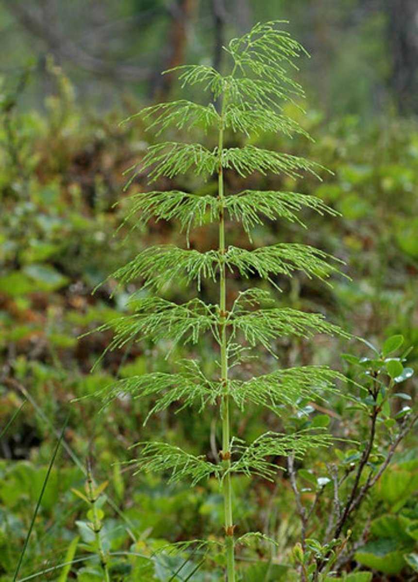 <p>Har ledningsvev (--> kan vokse seg større enn mosene) og røtter (stabil tilgang til vann + næring fra jorda). Har ikke blomster eller frø og formerer seg derfor med sporer. Eks: Bregner</p>