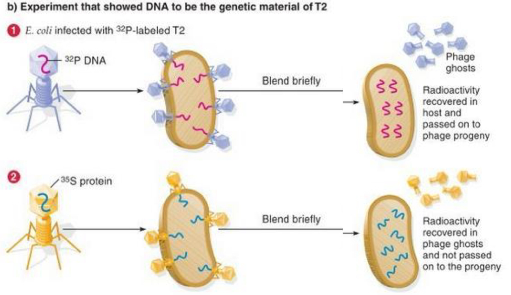 <p>1953→ Hershey and Chase</p><ul><li><p>Bacteriophage (only DNA and proteins)</p></li></ul><p>Grew phage in:</p><ul><li><p>radioactive phosphorus (in DNA)</p></li><li><p>Sulphur (in proteins)</p></li></ul><p>Only radioactive phosphorus was passed onto offspring</p><p>Strong evidence DNA carries genetic info</p><p></p>