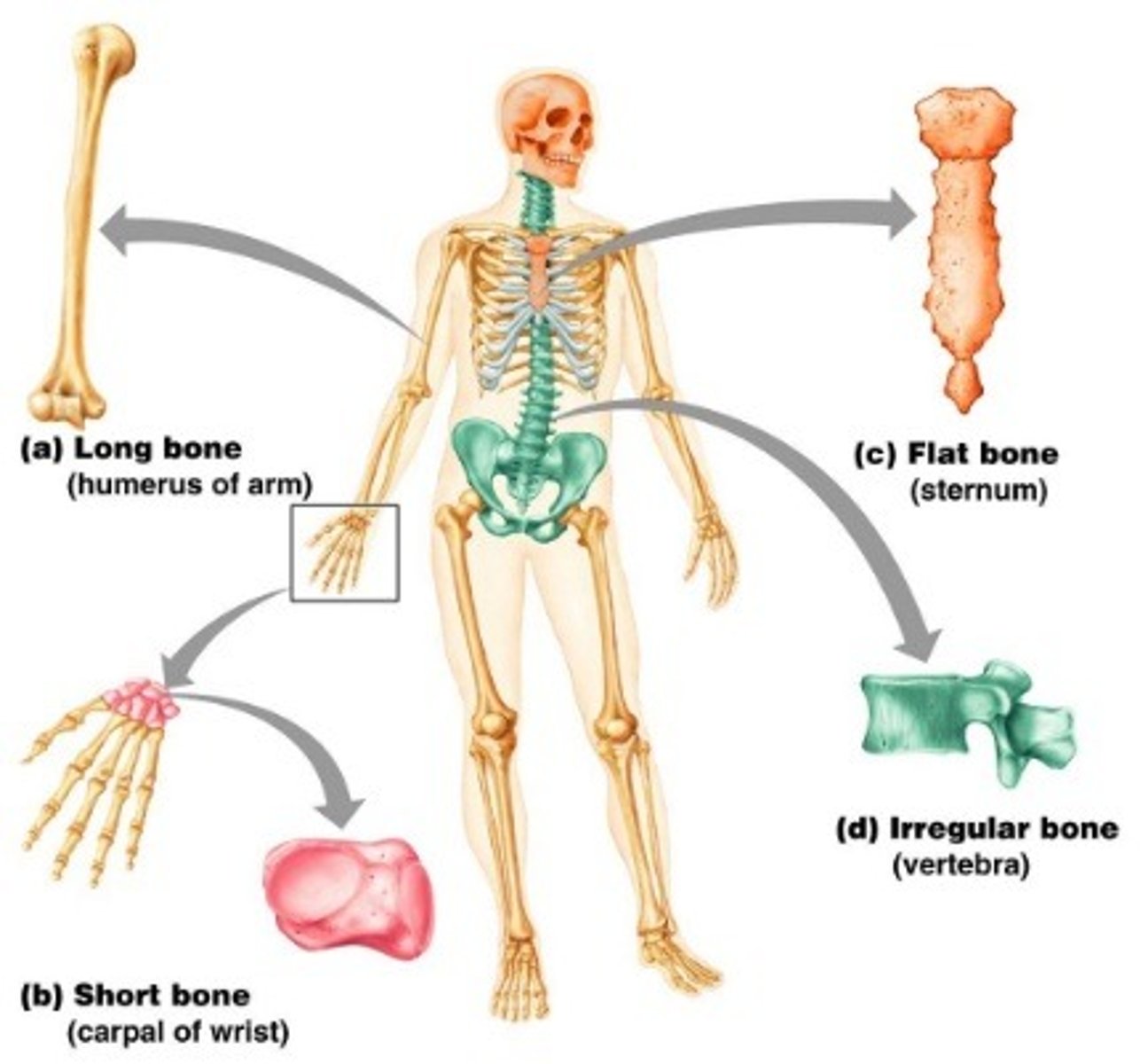 <p>Long (femur), Short (carpals), Irregular (vertebrae), Flat (skull)</p>
