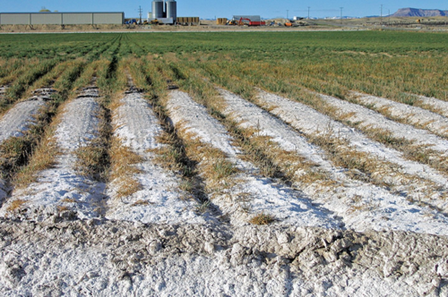 <p>the process by which salt accumulates in the soil</p>