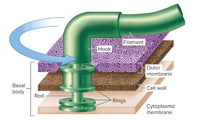 <ul><li><p>primary function is motility</p></li><li><p>has three parts: filament, hook (sheath), and basal body</p></li></ul><p></p>