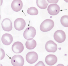 <p>What does this show?</p>