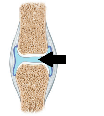 The space between two connecting bones filled with synovial fluid 
