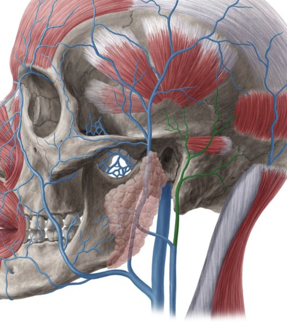 <p>IJV</p><p></p><p>Remember! EJV only drains 2 veins! </p><ul><li><p>Posterior Auricular </p></li><li><p>Retromandibular </p></li></ul><p></p>