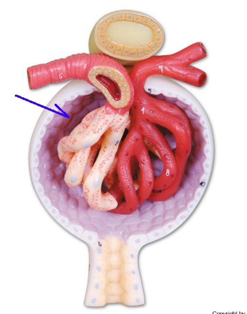 <p>the cavity</p>