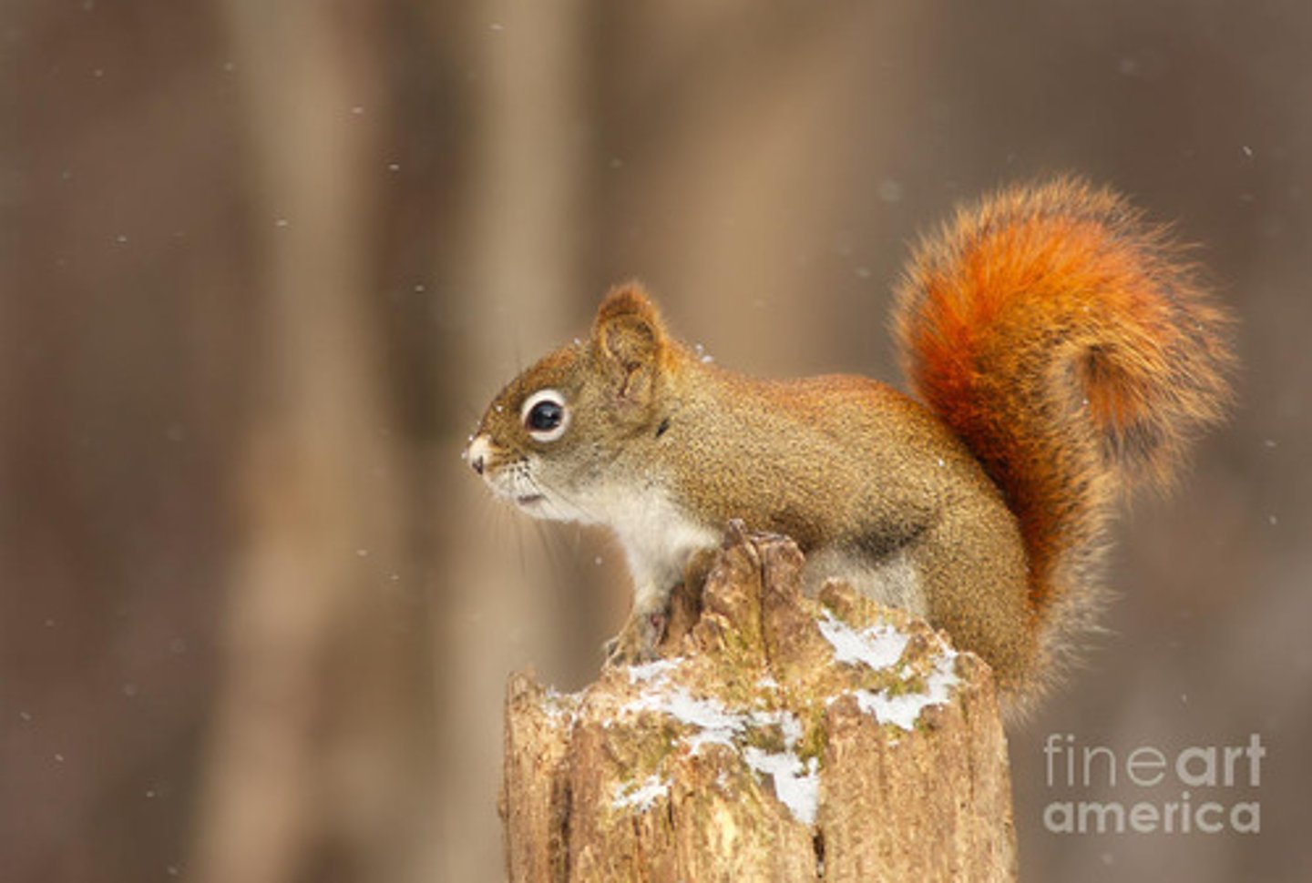<p>Tamiasciurus hudsonicus</p>