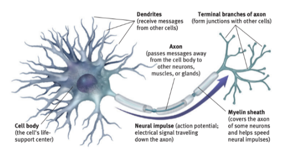 <p>The segmented neuron extension that passes messages through its branches to other neurons or to muscles or glands. It is responsible for transmitting electrical impulses away from the cell body and can be covered by myelin sheath to enhance signal speed. </p>