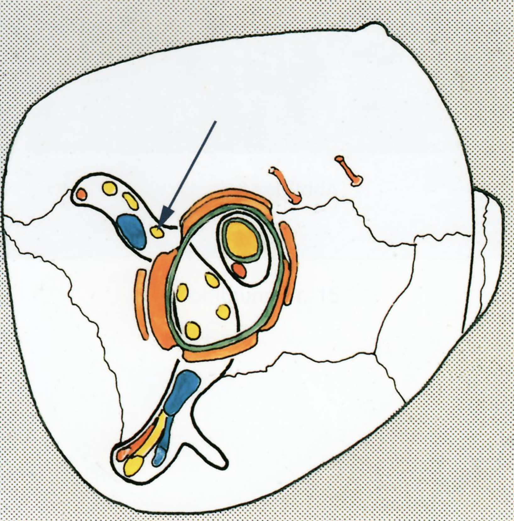 <p>E. Trochlear nerve (N. trochlearis)</p>