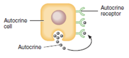 <p>-Released from secretary cells and act upon the secretory cell that release the hormones </p>