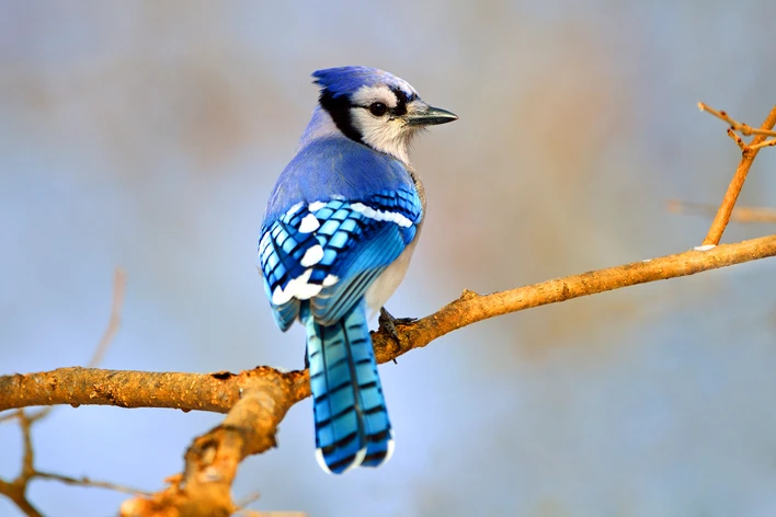 <p>Blue Jay (calls)</p>