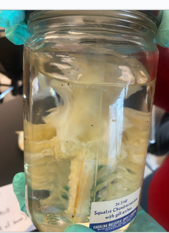 <p>What is this?</p>