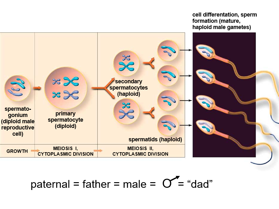 <p>Alternation of Generations</p><ul><li><p><strong>Definition</strong>: Seen in most plants and some protists, alternation of generations involves two distinct life stages—haploid and diploid.</p></li><li><p><strong>Process</strong>:</p><ol><li><p><strong>Meiosis</strong>: Gives rise to haploid spores.</p></li><li><p><strong>Haploid Generation (Gametophyte)</strong>: Spores divide by mitosis to form the gametophyte.</p></li><li><p><strong>Gamete Formation</strong>: The gametophyte forms gametes by mitosis.</p></li><li><p><strong>Fertilization</strong>: Gametes fuse to form a diploid zygote (sporophyte).</p></li><li><p><strong>Diploid Generation (Sporophyte)</strong>: The sporophyte grows by mitosis.</p></li></ol></li></ul><p>Diplontic Life Cycle</p><ul><li><p><strong>Definition</strong>: Observed in animals and some plants, the diplontic life cycle has gametes as the only haploid stage.</p></li><li><p><strong>Process</strong>:</p><ol><li><p><strong>Diploid Mature Organism</strong>: The mature organism is diploid.</p></li><li><p><strong>Meiosis</strong>: Produces haploid gametes.</p></li><li><p><strong>Fertilization</strong>: Gametes fuse to form a diploid zygote.</p></li><li><p><strong>Mitosis</strong>: The zygote divides by mitosis to form a mature diploid organism.</p></li></ol></li></ul><p></p>