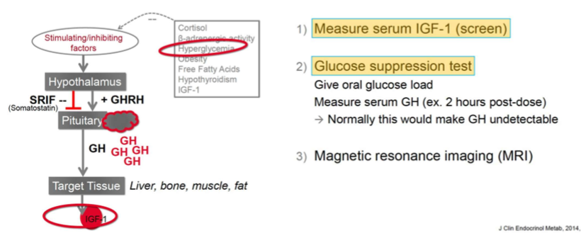<p>1. Measure serum IGF-1 (screen)</p><p>2. Glucose supression test (give glucose, measure serum GH 2 hours post dose, should make GH undetectable)</p><p>3. MRI for tumor </p>