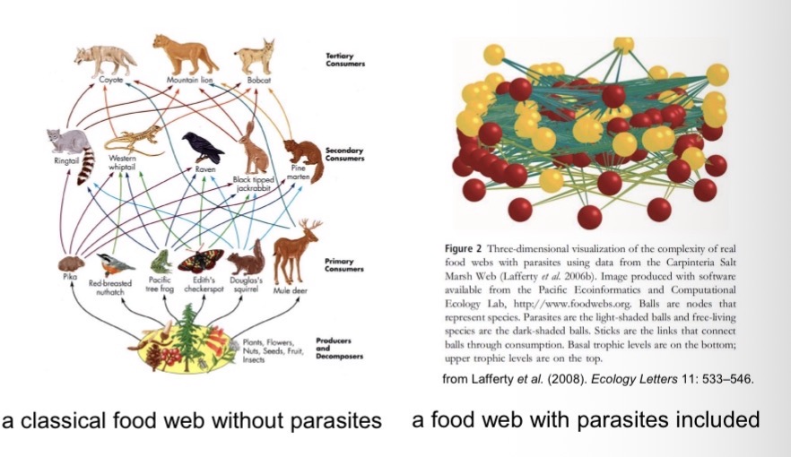<ul><li><p>Most species are attacked by multiple parasite species.</p></li><li><p>Most species also typically have at least one parasite species that specializes on them. As a result, roughly 50% of all species on Earth are parasitic.</p></li><li><p>Their influence on ecosystem dynamics is often underestimated.</p></li></ul><p></p>